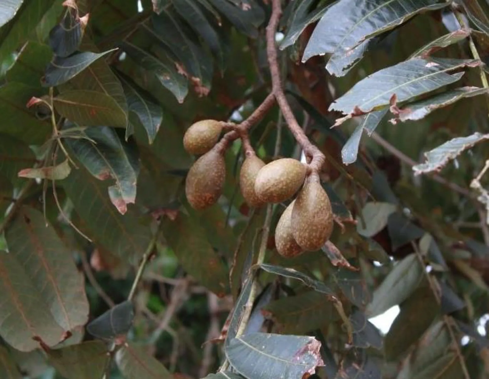 Cedro Rosa (Cedrela fissilis) no remanescente florestal monitorado pela Da Mata