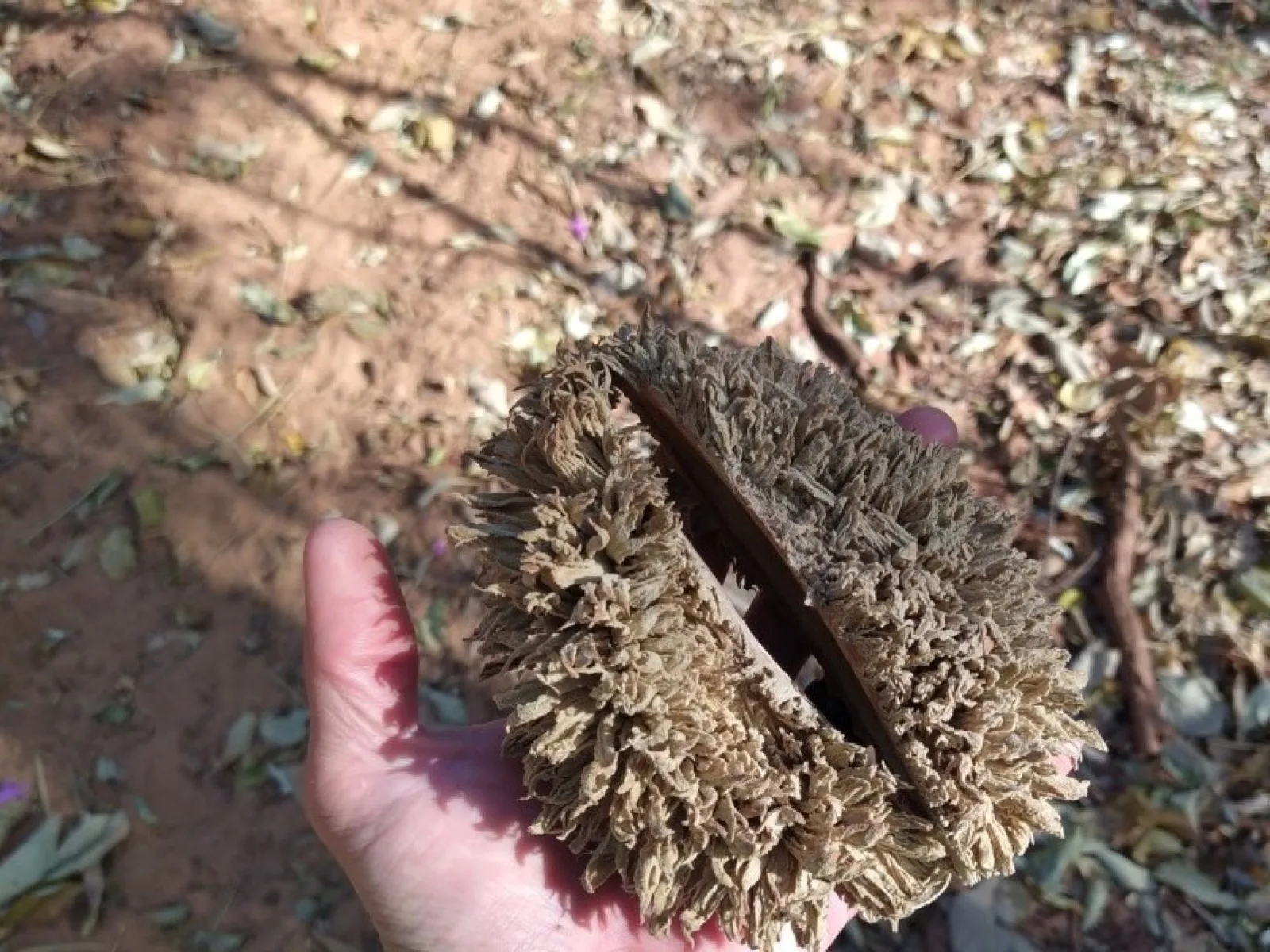 Ipê-felpudo (Zeyhera tuberculosa) no remanescente florestal monitorado pela Da Mata