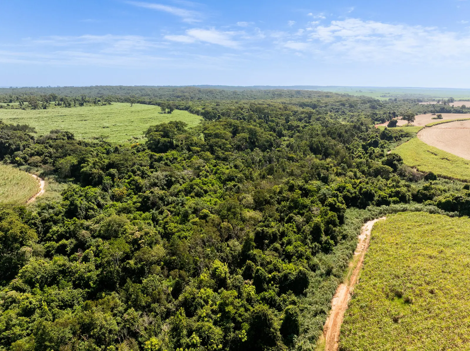 Vista aérea do remanescente de mata nativa vizinho ao canavial, com a copa fechada das árvores ocupando quase todo o enquadramento